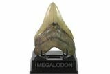 Serrated, Fossil Megalodon Tooth - South Carolina #137069-1